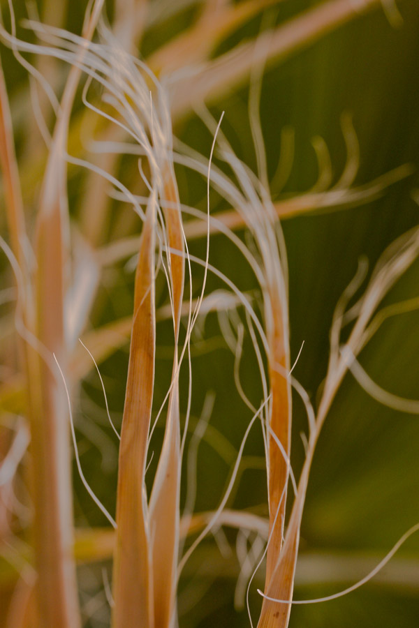 Desert Grass
